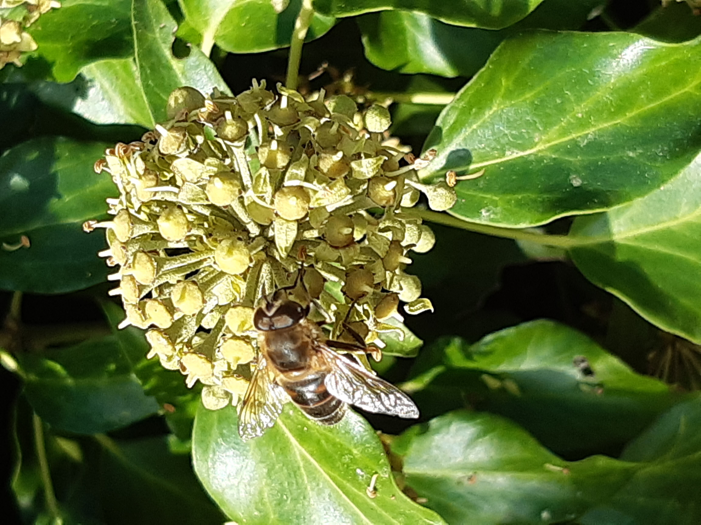 Le lierre le 17 12 2021 Les plantes vagabondes, émission radio G Le Planty Ecuillé Le lierre le 17 12 2021