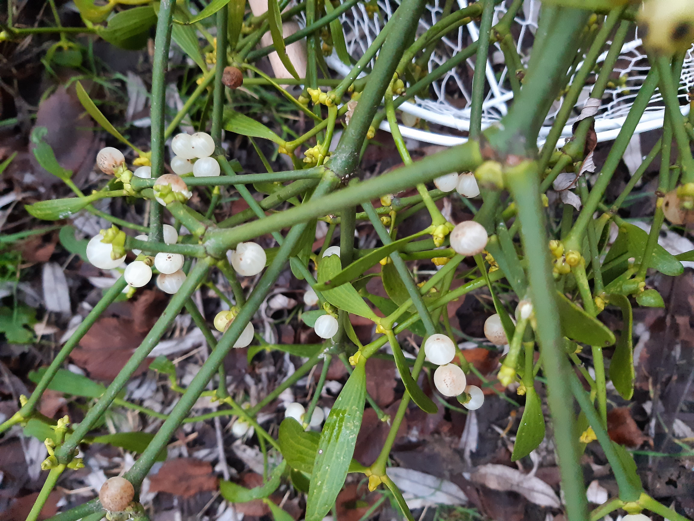 Le gui le 31 12 2021 Les plantes vagabondes, émission radio G Le Planty Ecuillé Le gui le 31 12 2021