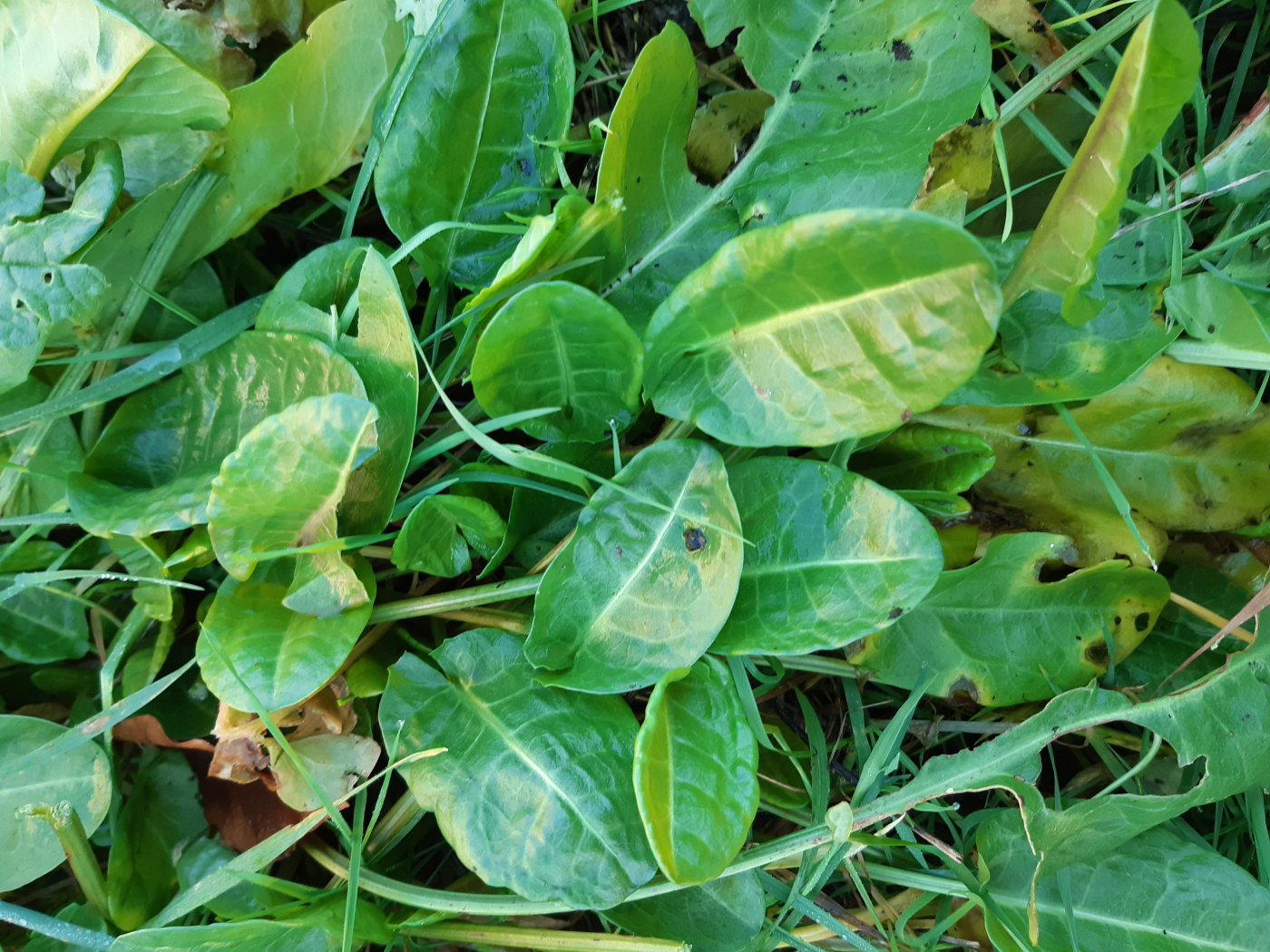 L'oseille le 28 01 2022 Les plantes vagabondes, émission radio G Le Planty Ecuillé L'oseille le 28 01 2022