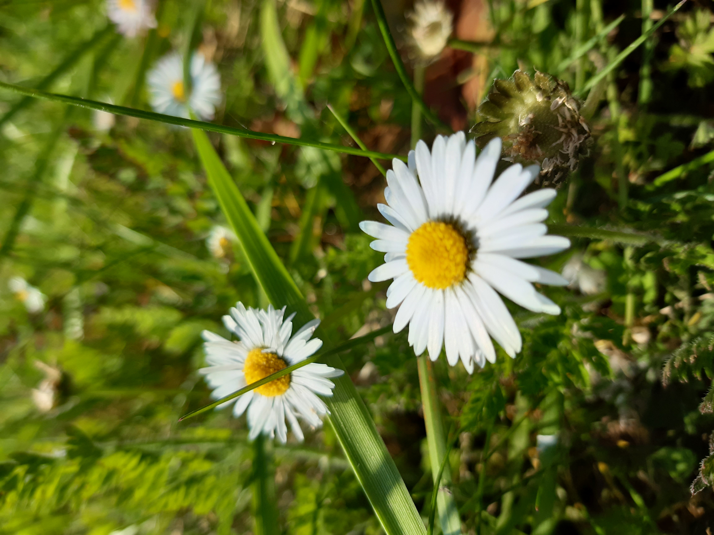 La pâquerette le 22 04 2022 Les plantes vagabondes, émission radio G Le Planty Ecuillé La pâquerette le 22 04 2022