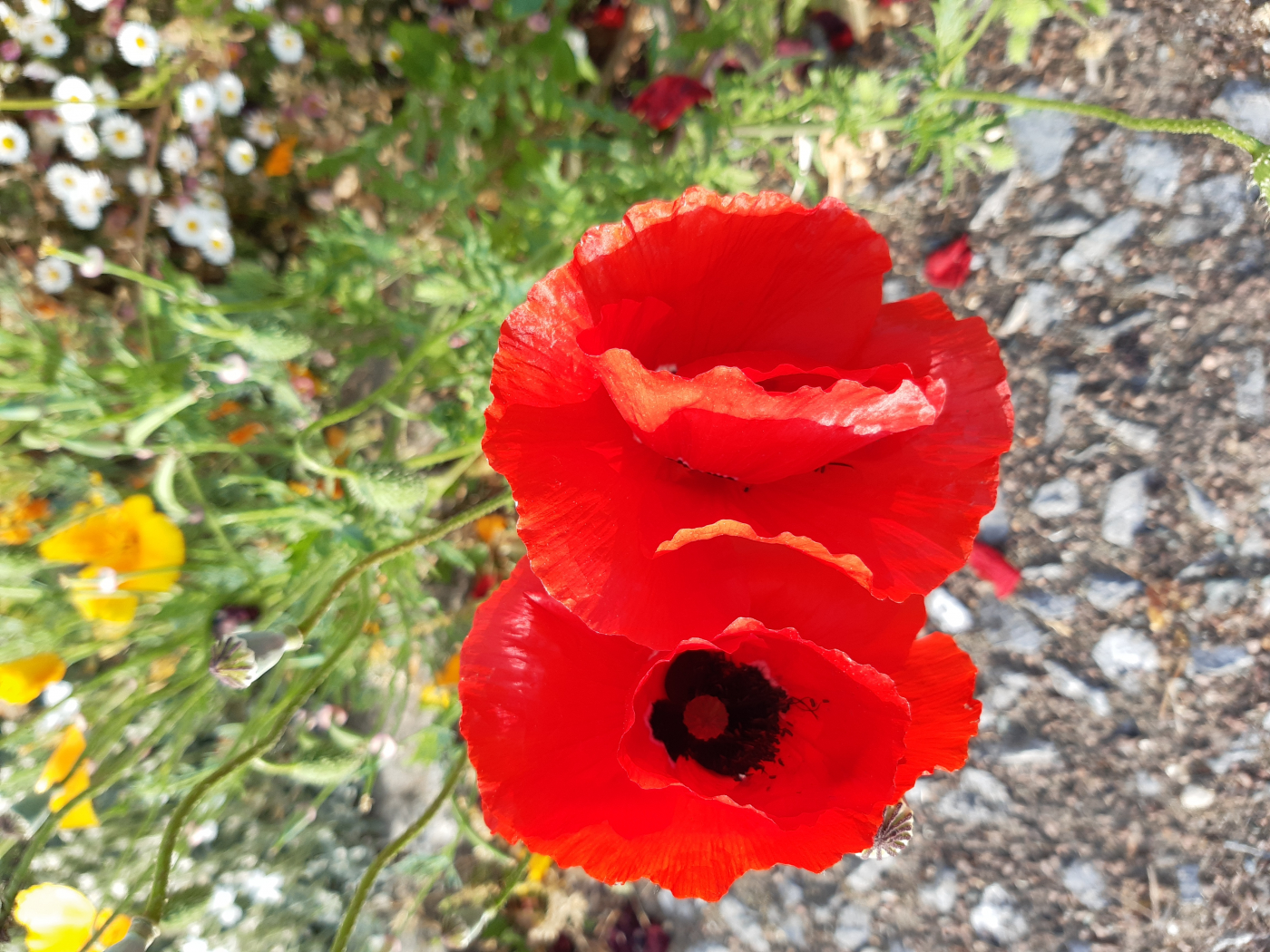 Le coquelicot le 17 06 2022 Les plantes vagabondes, émission radio G Le Planty Ecuillé Le coquelicot le 17 06 2022