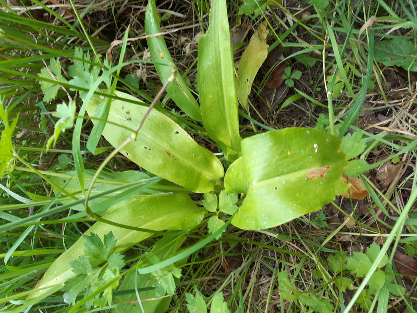 L'ail des ours le 03 06 2022 Les plantes vagabondes, émission radio G Le Planty Ecuillé L'ail des ours le 03 06 2022