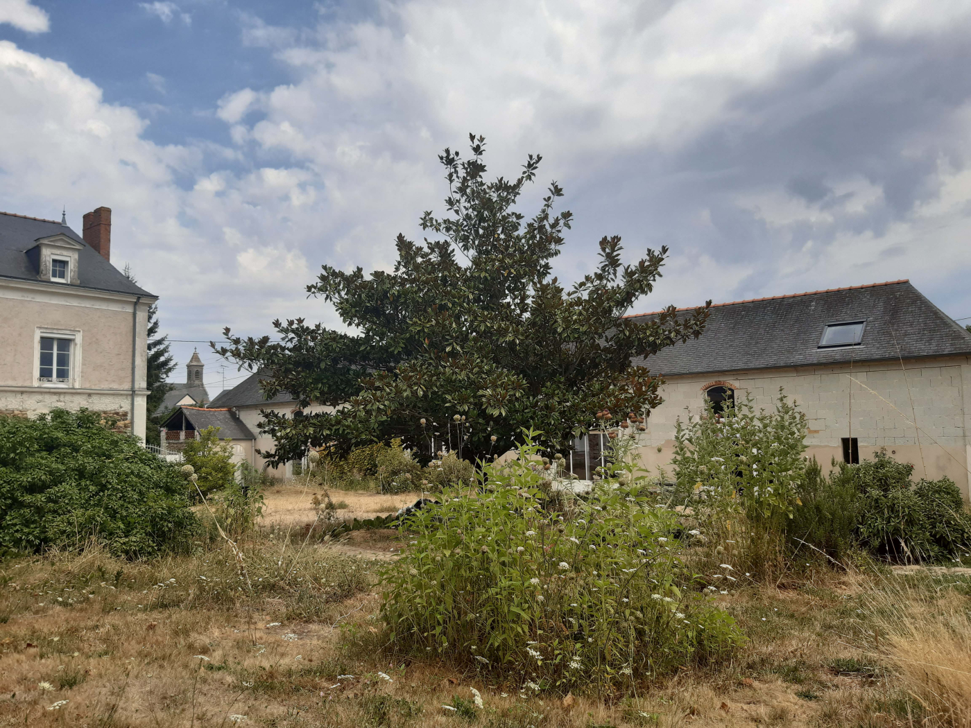 Histoires d'arbre 18 septembre 2022 Les plantes vagabondes, émission radio G Le Planty Ecuillé Histoires d'arbre 18 septembre 2022