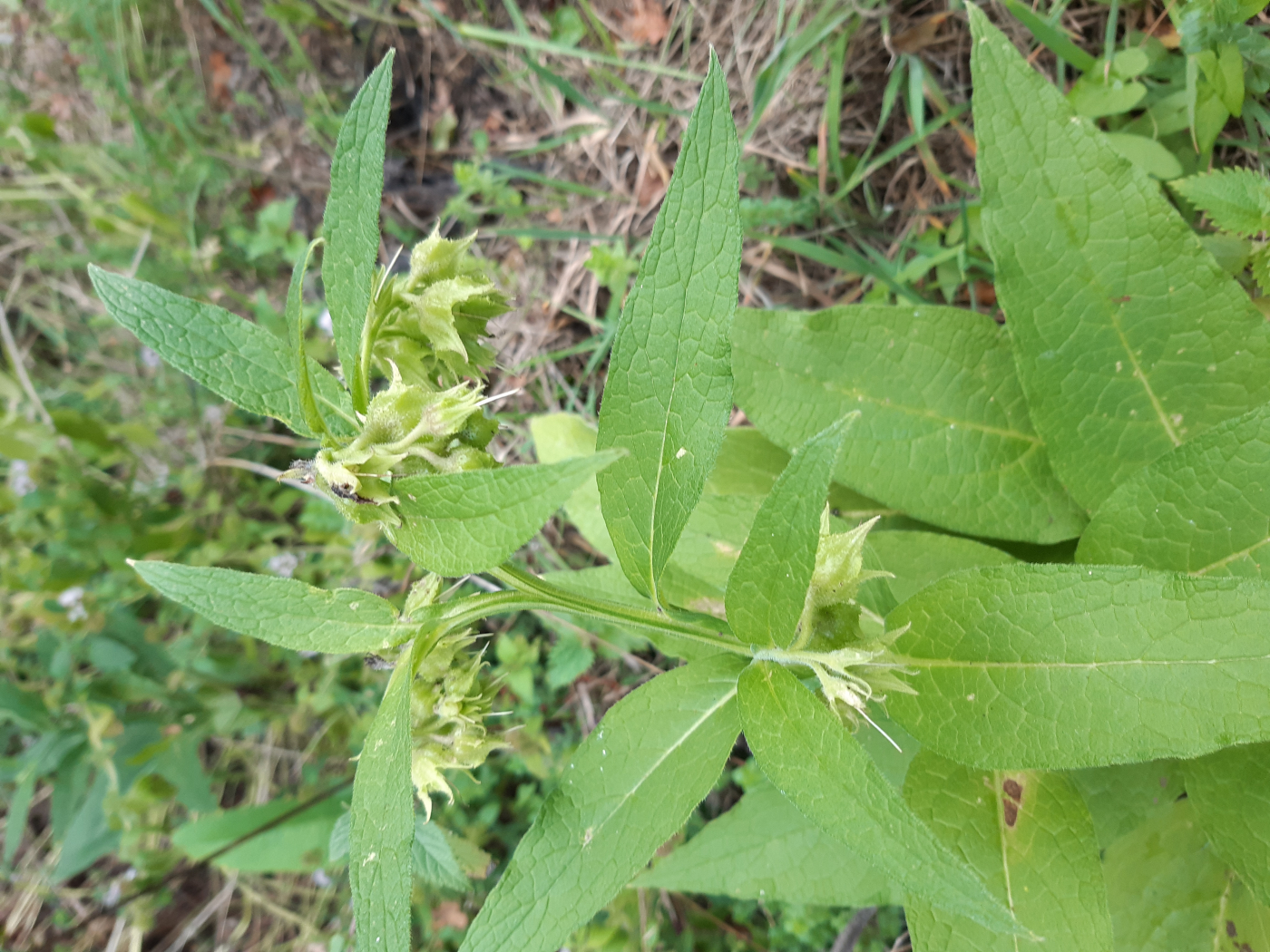 La consoude le 16 12 2022 Les plantes vagabondes, émission radio G Le Planty Ecuillé La consoude le 16 12 2022