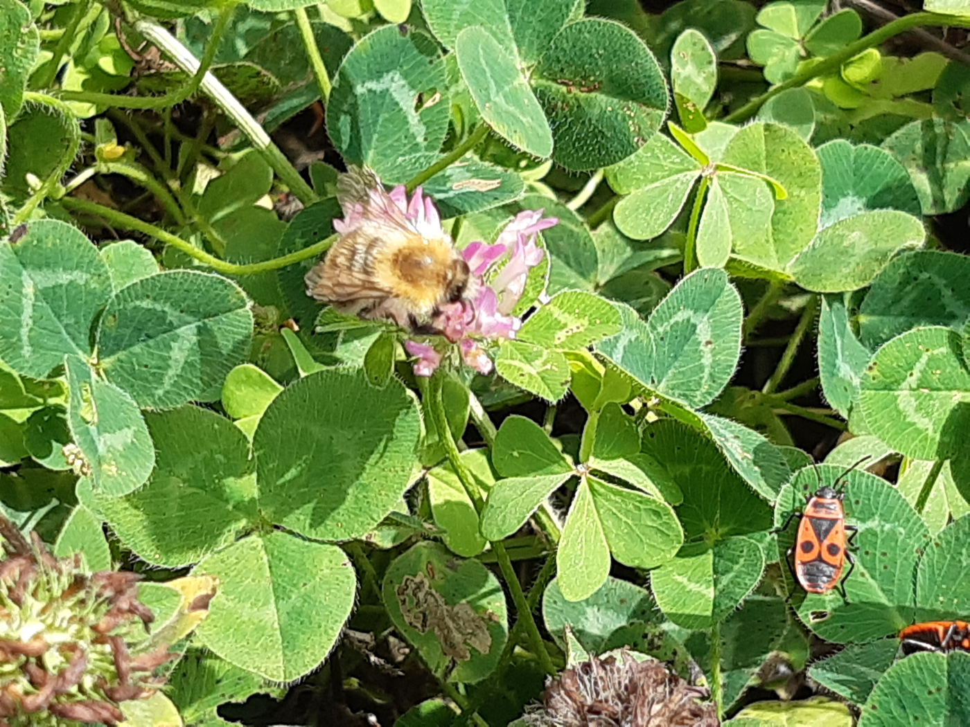 Le trèfle le 09 09 2022 Les plantes vagabondes, émission radio G Le Planty Ecuillé Le trèfle le 09 09 2022