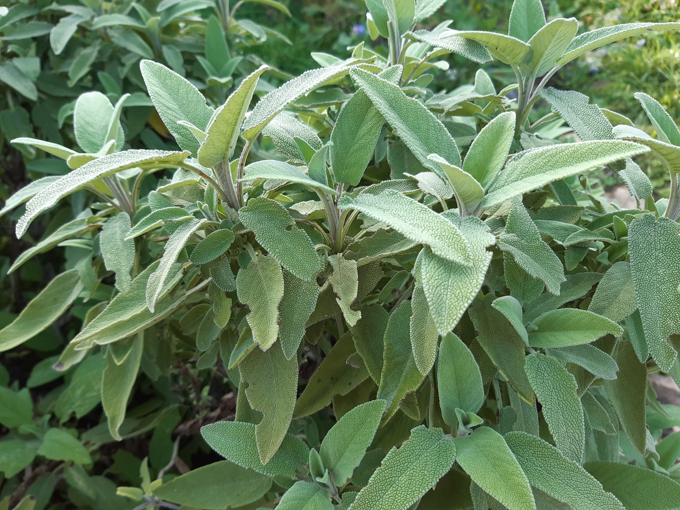 La sauge le 02 12 2022 Les plantes vagabondes, émission radio G Le Planty Ecuillé La sauge le 02 12 2022