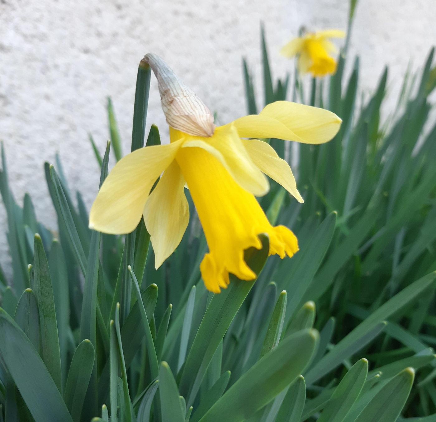 La narcisse le 24 03 2023 Les plantes vagabondes, émission radio G Le Planty Ecuillé La narcisse le 24 03 2023