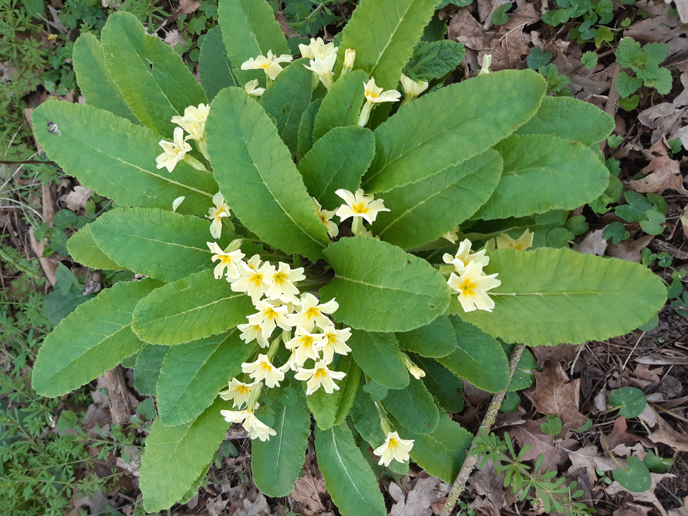 La primevère le 21 04 2023 Les plantes vagabondes, émission radio G Le Planty Ecuillé La primevère le 21 04 2023