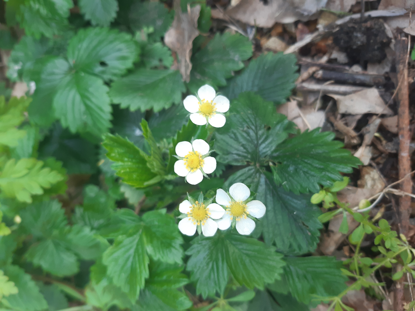 La fraise des bois le 07 04 2023 Les plantes vagabondes, émission radio G Le Planty Ecuillé La fraise des bois le 07 04 2023