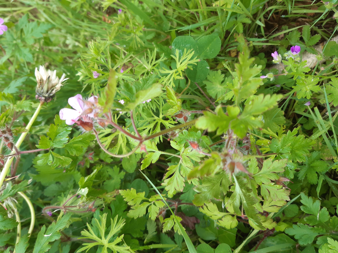 Le géranium le 19 05 2023 Les plantes vagabondes, émission radio G Le Planty Ecuillé Le géranium le 19 05 2023