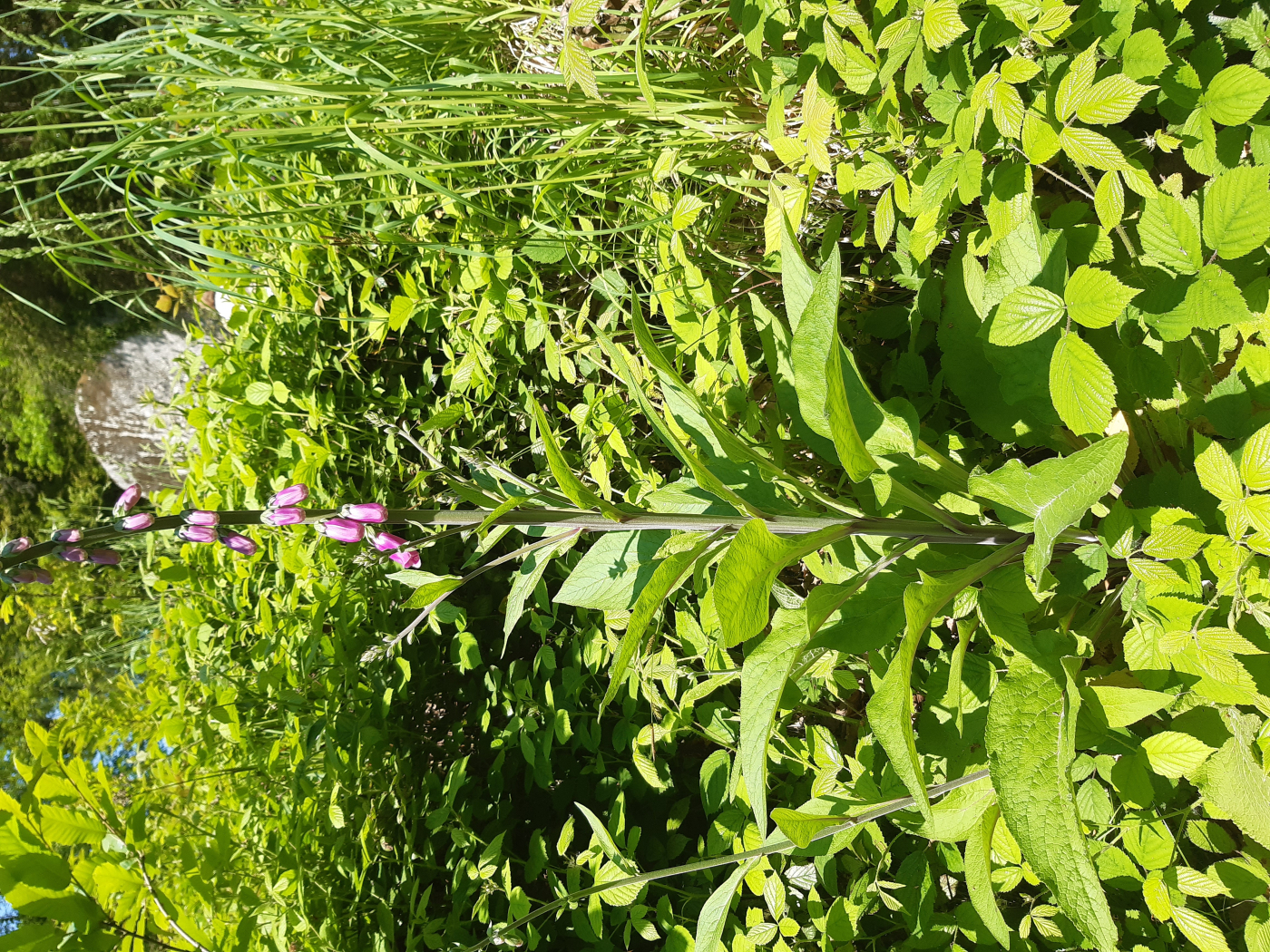 la digitale le 16 06 2023 Les plantes vagabondes, émission radio G Le Planty Ecuillé la digitale le 16 06 2023