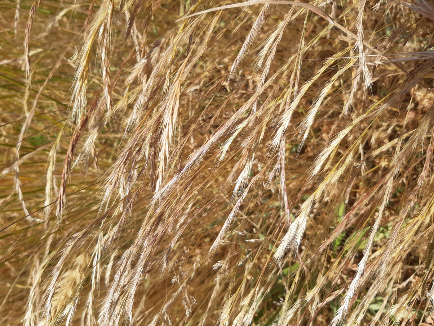 Les graminées le 12 12 2025 Les plantes vagabondes, émission radio G Le Planty Ecuillé Les graminées le 12 12 2025