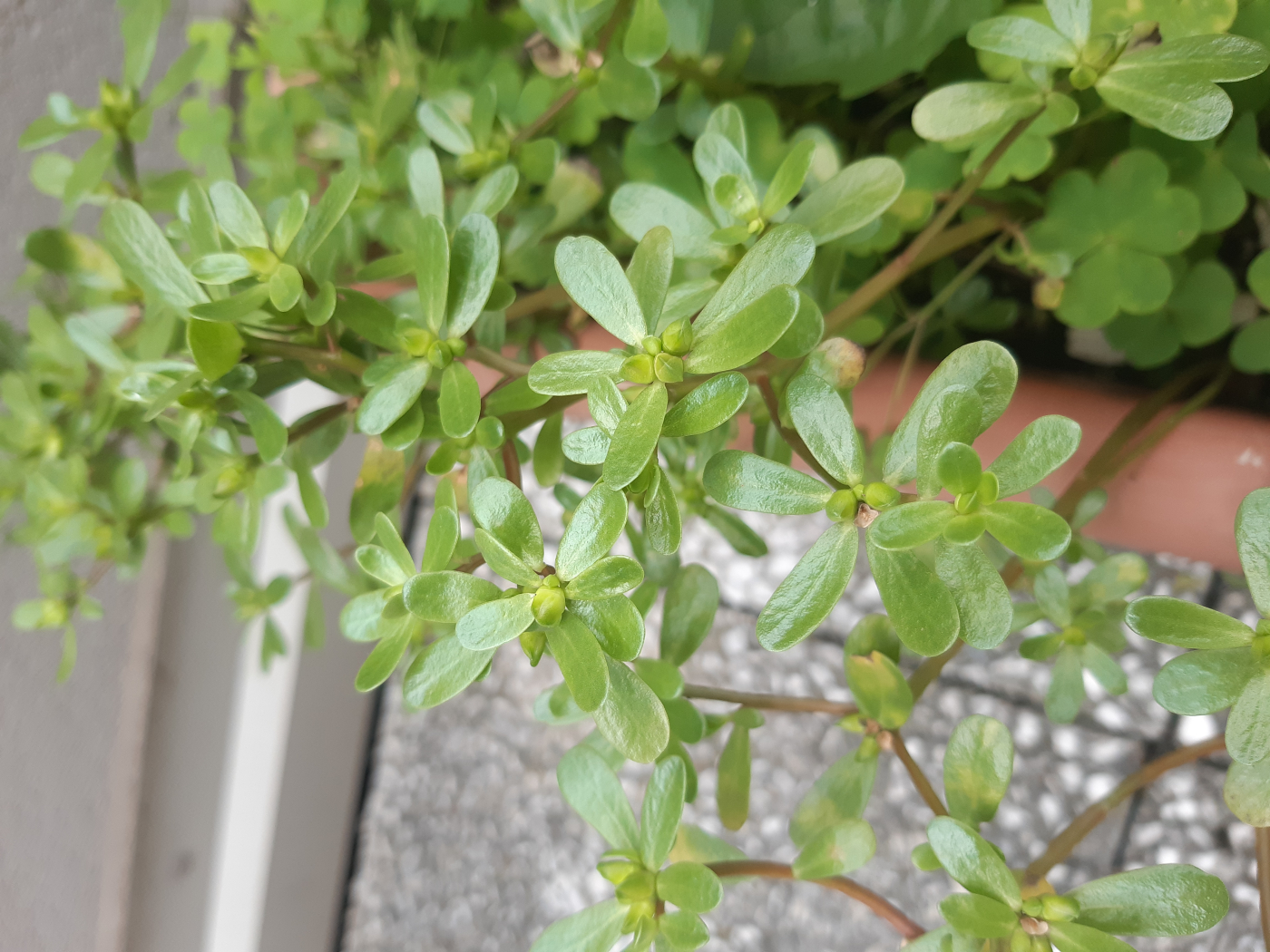 Le pourpier le 06 10 2023 Les plantes vagabondes, émission radio G Le Planty Ecuillé Le pourpier le 06 10 2023