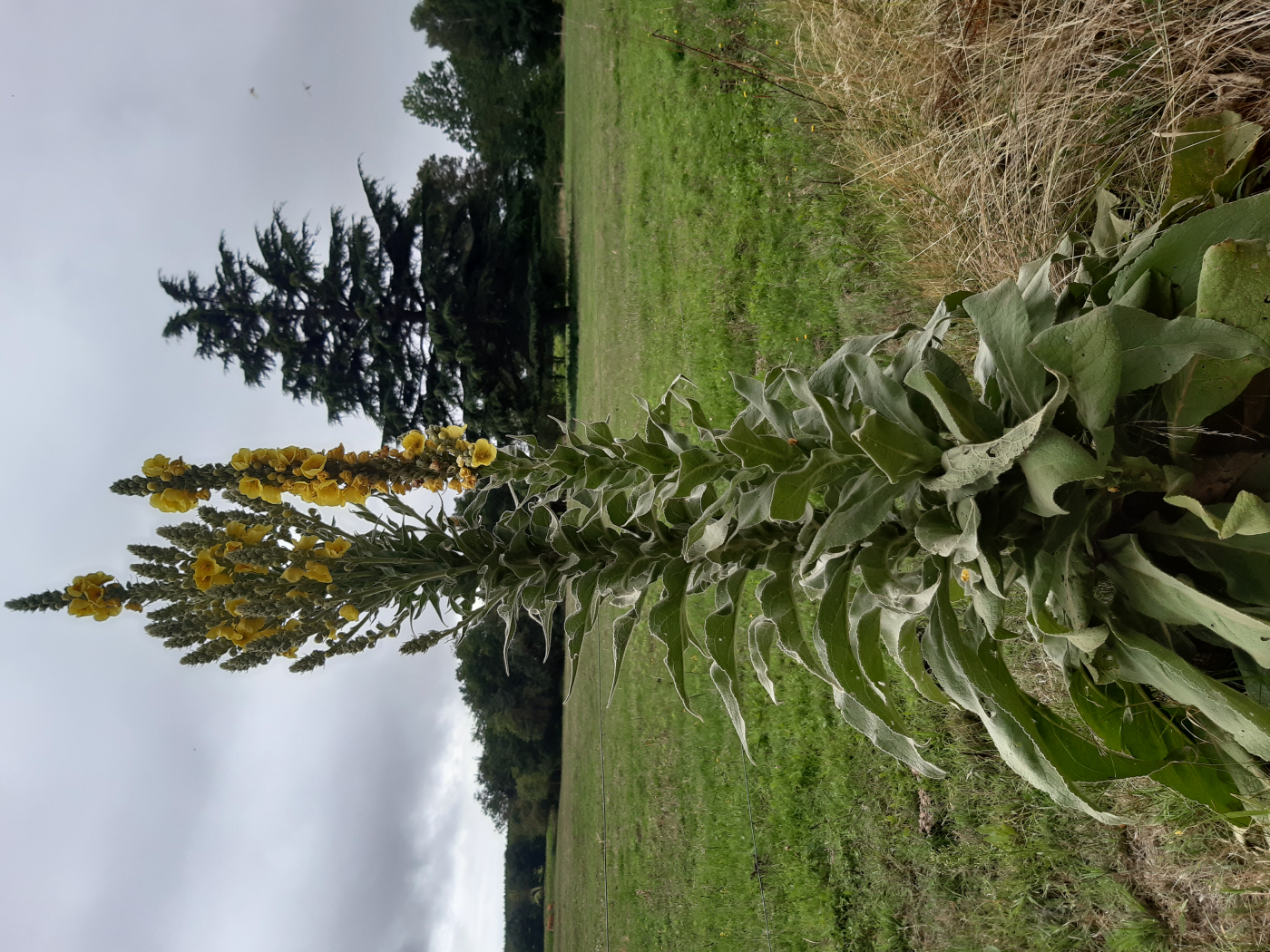 La molène le 22 09 2023 Les plantes vagabondes, émission radio G Le Planty Ecuillé La molène le 22 09 2023