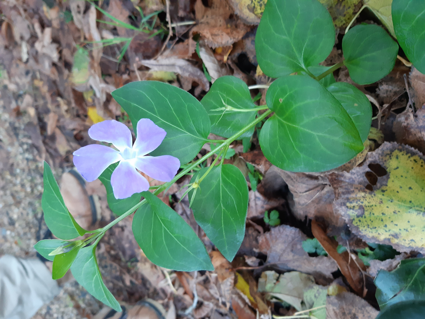 La pervenche le 15 12 2023 Les plantes vagabondes, émission radio G Le Planty Ecuillé La pervenche le 15 12 2023