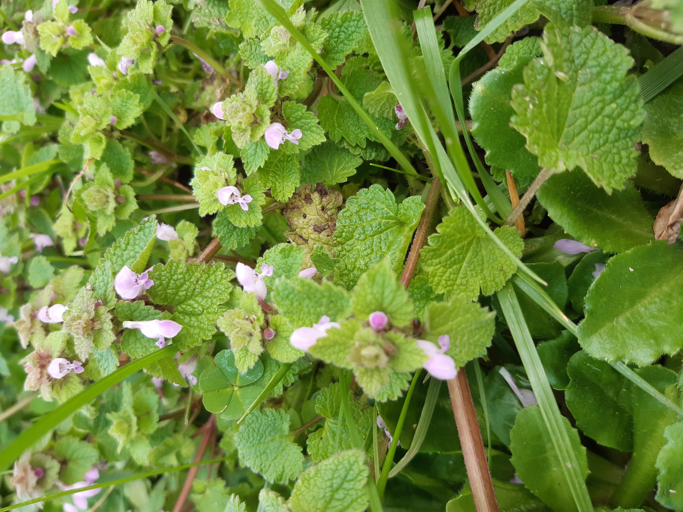 Le lamier le 22 03 2024 Les plantes vagabondes, émission radio G Le Planty Ecuillé Le lamier le 22 03 2024