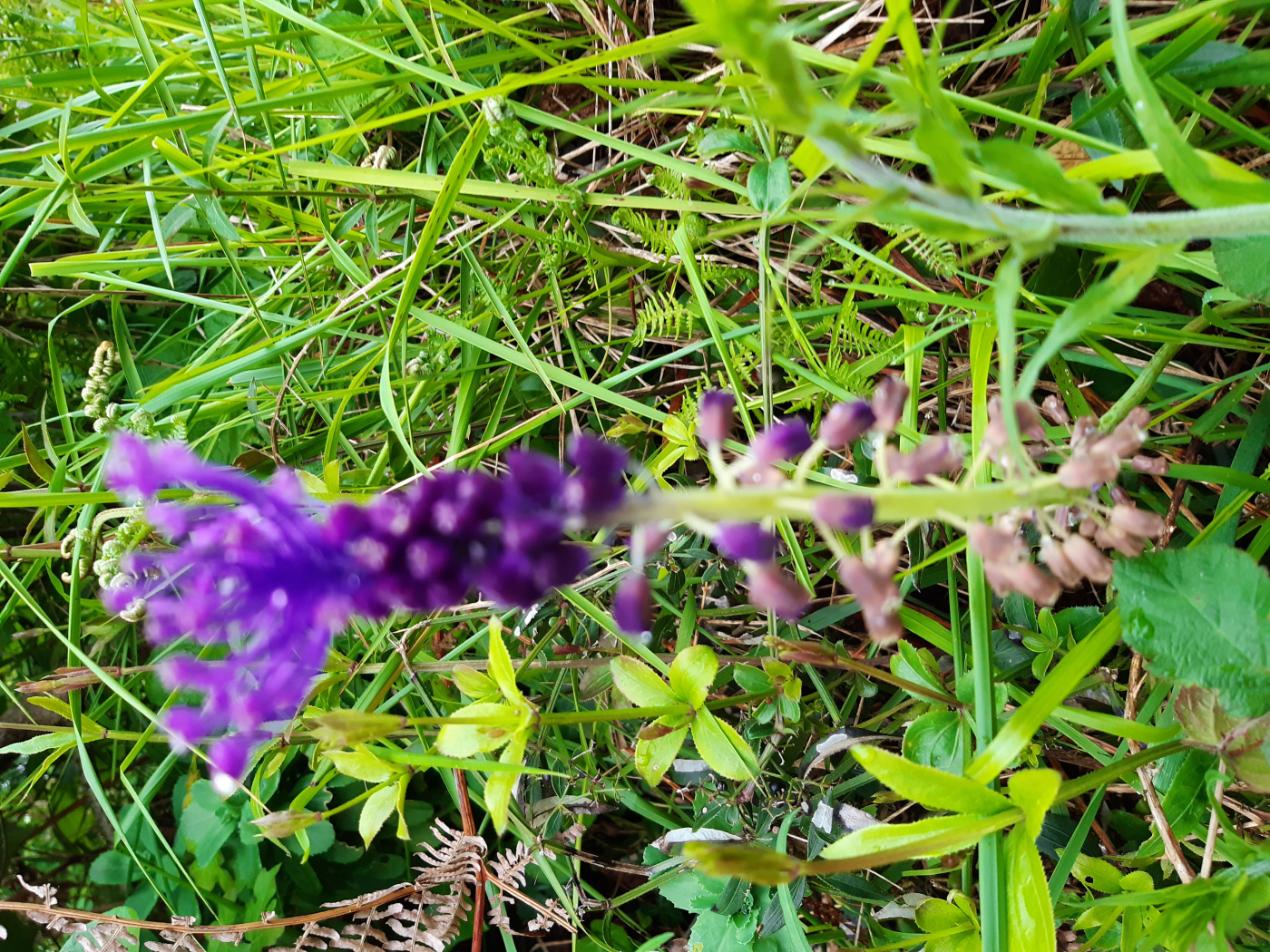 Le muscari le 05 04 2024 Les plantes vagabondes, émission radio G Le Planty Ecuillé Le muscari le 05 04 2024