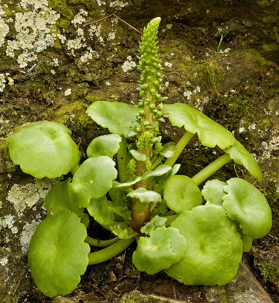 Le nombril de Vénus le 26 01 2024 Les plantes vagabondes, émission radio G Le Planty Ecuillé Le nombril de Vénus le 26 01 2024