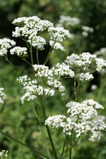 La valériane le 03 11 2023 Les plantes vagabondes, émission radio G Le Planty Ecuillé La valériane le 03 11 2023