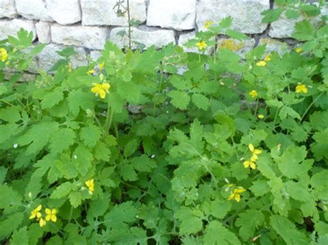 La chélidoine le 25 02 2022 Les plantes vagabondes, émission radio G Le Planty Ecuillé La chélidoine le 25 02 2022