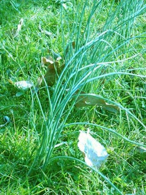 La ciboule le 23 02 2024 Les plantes vagabondes, émission radio G Le Planty Ecuillé La ciboule le 23 02 2024