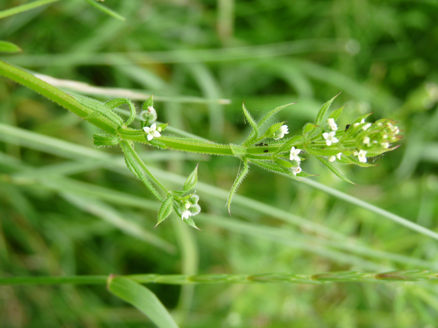 Gaillet gratterron le 10 02 2023 Les plantes vagabondes, émission radio G Le Planty Ecuillé Gaillet gratterron le 10 02 2023