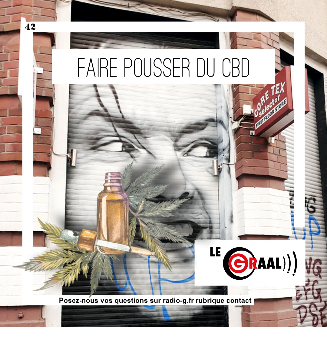 Graal - A t’on le droit de faire pousser du CBD ? Question Graal Graal - A t’on le droit de faire pousser du CBD ?