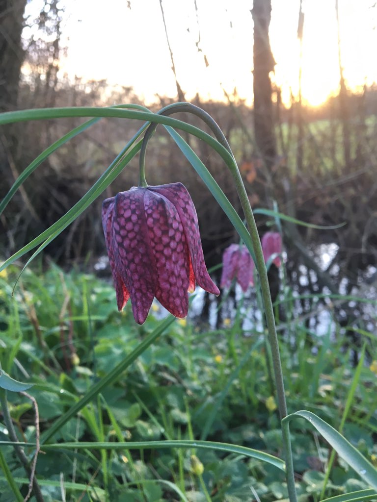 La fritillaire le 19 04 2024 Les plantes vagabondes, émission radio G Le Planty Ecuillé La fritillaire le 19 04 2024