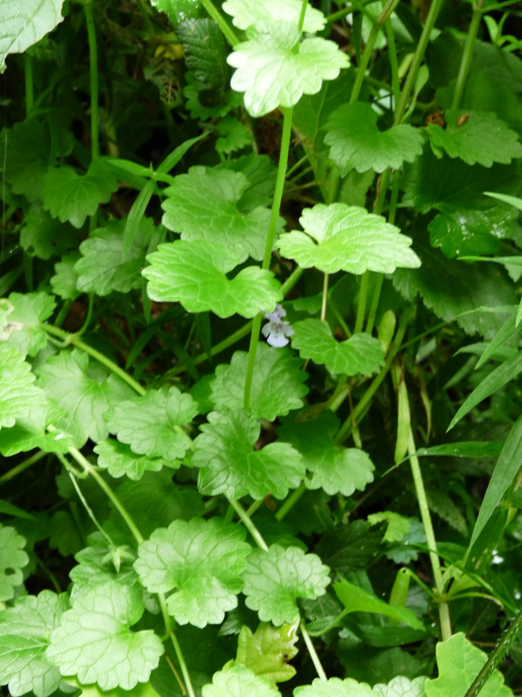 Le lierre terrestre le 05 05 2023 Les plantes vagabondes, émission radio G Le Planty Ecuillé Le lierre terrestre le 05 05 2023