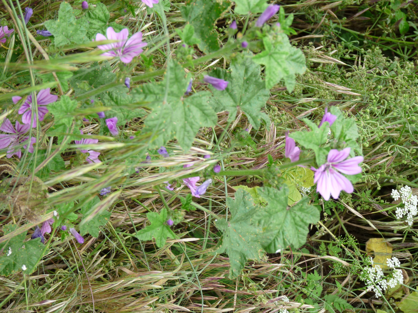 La mauve le 02 06 2023 Les plantes vagabondes, émission radio G Le Planty Ecuillé La mauve le 02 06 2023