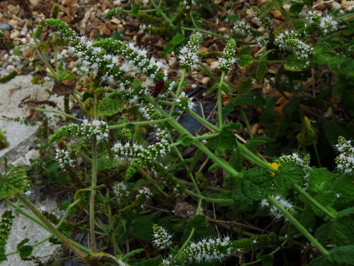 La menthe le 23 09 2022 Les plantes vagabondes, émission radio G Le Planty Ecuillé La menthe le 23 09 2022