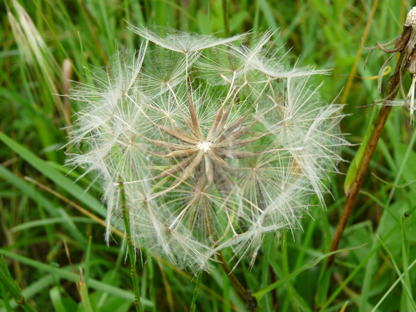 Le pissenlit le 22 10 2021 Les plantes vagabondes, émission radio G Le Planty Ecuillé Le pissenlit le 22 10 2021