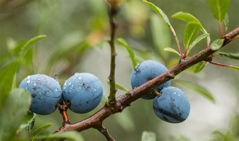 Le prunellier le 11 02 2022 Les plantes vagabondes, émission radio G Le Planty Ecuillé Le prunellier le 11 02 2022