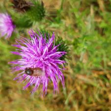 Les plantes vagabondes, émission radio G Le Planty Ecuillé Le chardon le 19 11 2021