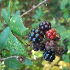 Les plantes vagabondes, émission radio G Le Planty Ecuillé La ronce le 08 10 2021