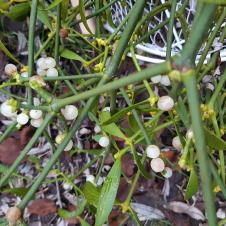 Les plantes vagabondes, émission radio G Le Planty Ecuillé Le gui le 31 12 2021