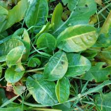 Les plantes vagabondes, émission radio G Le Planty Ecuillé L'oseille le 28 01 2022