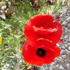 Les plantes vagabondes, émission radio G Le Planty Ecuillé Le coquelicot le 17 06 2022