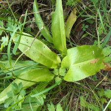 Les plantes vagabondes, émission radio G Le Planty Ecuillé L'ail des ours le 03 06 2022