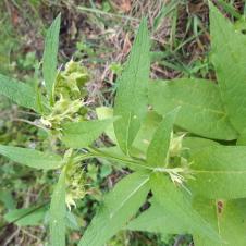 Les plantes vagabondes, émission radio G Le Planty Ecuillé La consoude le 16 12 2022