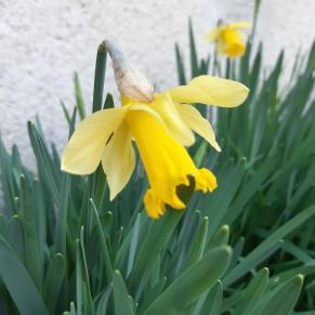 Les plantes vagabondes, émission radio G Le Planty Ecuillé La narcisse le 24 03 2023