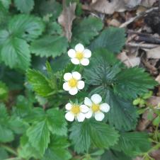 Les plantes vagabondes, émission radio G Le Planty Ecuillé La fraise des bois le 07 04 2023