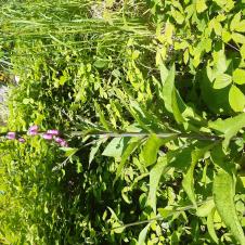 Les plantes vagabondes, émission radio G Le Planty Ecuillé la digitale le 16 06 2023