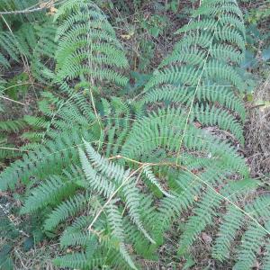 Les plantes vagabondes, émission radio G Le Planty Ecuillé  La fougère le 01 12 2023