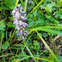 Les plantes vagabondes, émission radio G Le Planty Ecuillé L'orchidée le 03 05 2024