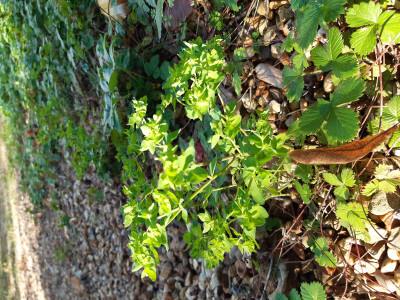 Les plantes vagabondes, émission radio G Le Planty Ecuillé L'euphorbe le 17 10 2025