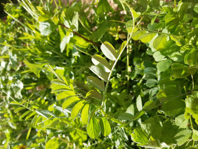 Les plantes vagabondes, émission radio G Le Planty Ecuillé Les lentilles le 01 05 2026
