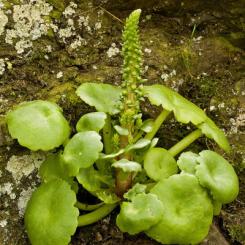 Les plantes vagabondes, émission radio G Le Planty Ecuillé Le nombril de Vénus le 26 01 2024