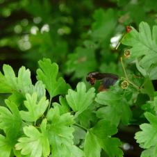 Les plantes vagabondes, émission radio G Le Planty Ecuillé L'aubépine le 20 05 2022