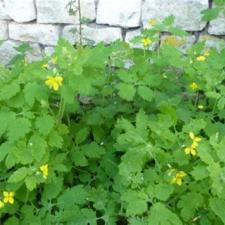 Les plantes vagabondes, émission radio G Le Planty Ecuillé La chélidoine le 25 02 2022